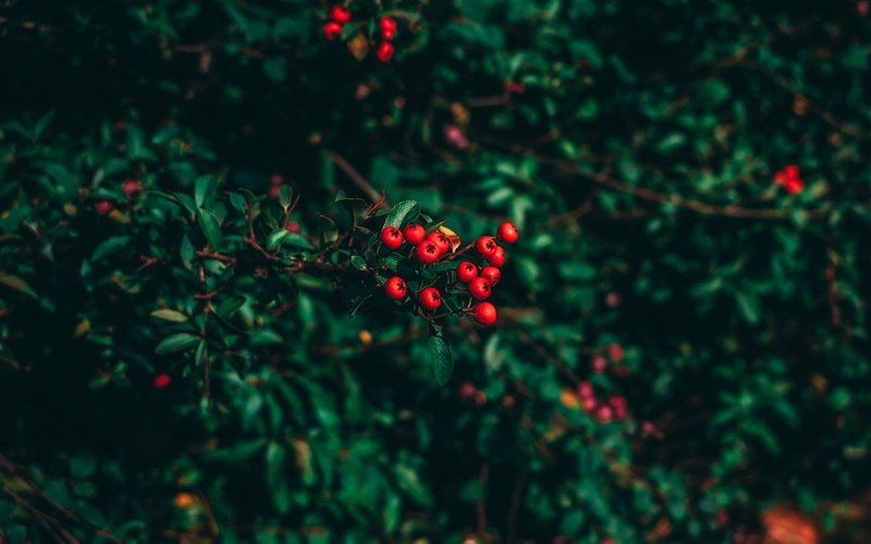 leaf, rowanberry, beauty in nature, closeup, ashberry, 1080P, focus on foreground, red currant, fruit, food and drink, plant part, day, nature, berry fruit