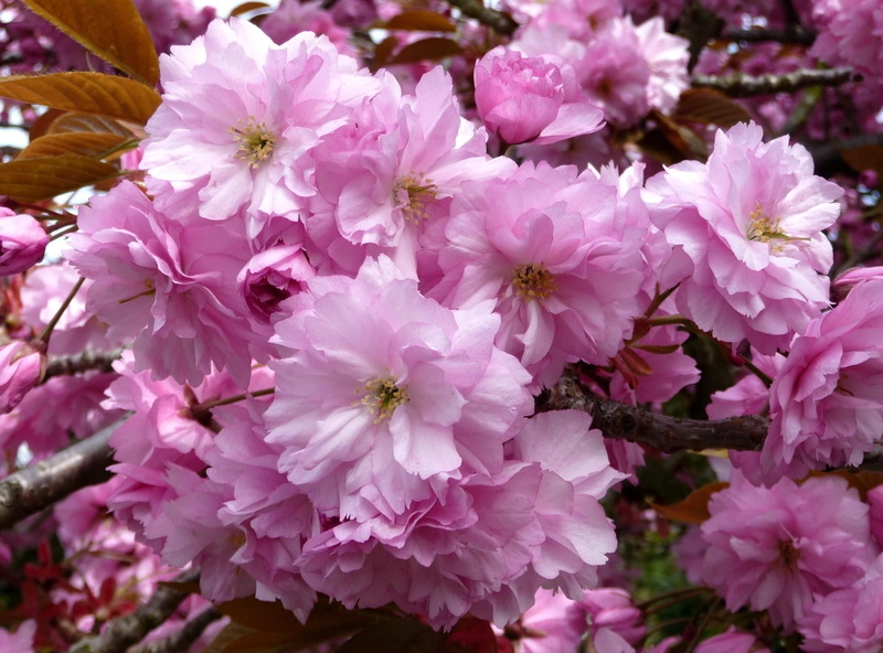 macro, flowerbed, focus on foreground, blossom, blossoming, season, nature, botany, outdoors, plant, bunch of flowers, formal Garden, growth, backgrounds