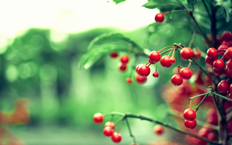 food, wellbeing, plant, berry fruit, green color, leaf, painting, macro, red, flares, healthy eating, no people, flower, food and drink, selective focus