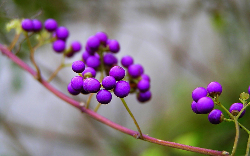 bunch, red, branch, outdoors, purple, beauty in nature, berry, ripe, inflorescence, kallikarpa, vulnerability, blue, organic, 1080P, focus on foreground
