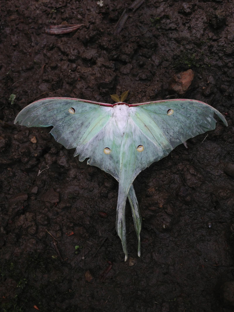 leaf, tree, actias selene, white, dry, plant, insect, no people, close-up, moths, brown, soil, one animal, directly above, plant part, nature, ground, field