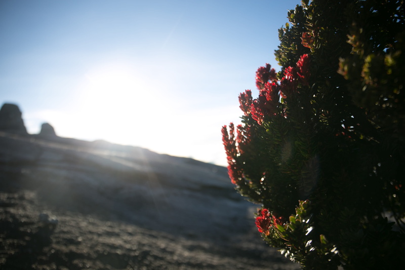 beauty in nature, red, no people, flower, flowering plant, mount kinabalu, close-up, tree, malaysia, alpine, selective focus, sunlight, sunbeam, plant