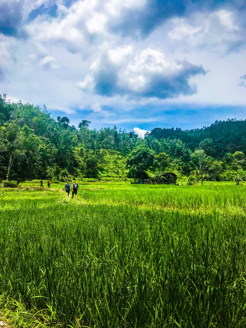 farm, rural, tree, rural scene, land, tranquility, day, grassland, people, outdoors, cloud - sky, scenics - nature, plant, environment, landscape, growth