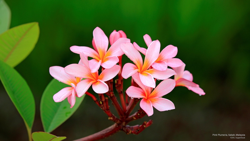 malaysia, plumeria, 2K, pink, Flowers/Gardens, sabah