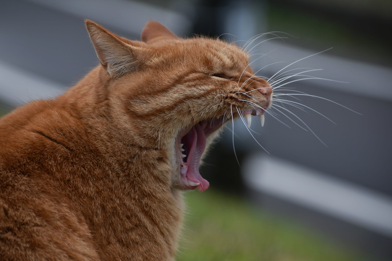 mouth open, animal head, yawning, walk, natural, animal body part, domestic cat, no people, close-up, mammal, vertebrate, pets, tiger pattern, promenade