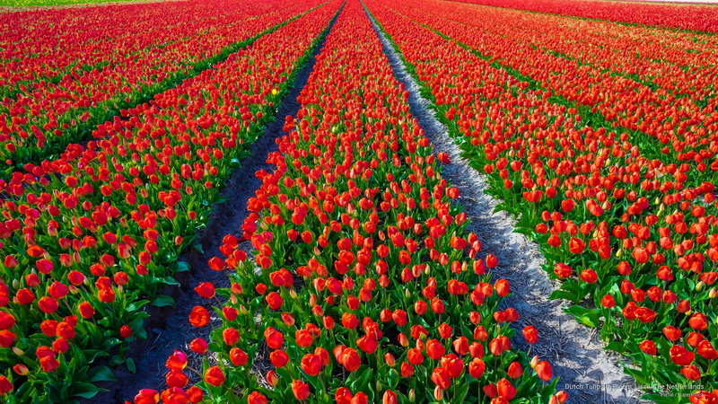 Flowers/Gardens, lisse, bloom, 2K, tulips, netherlands, dutch