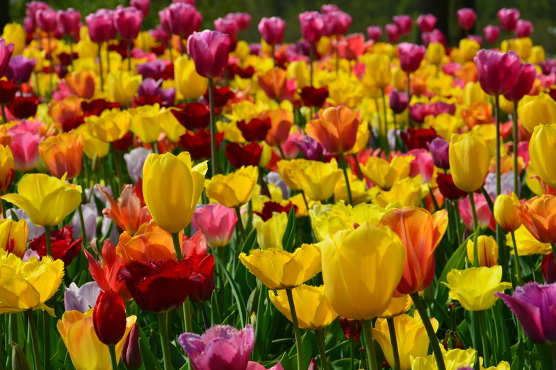 spring, red, flower head, flower, field, botany, 5K, lisse, tulip, flowerbed, flowering plant, netherlands, purple, full frame, outdoors, colors, vulnerability