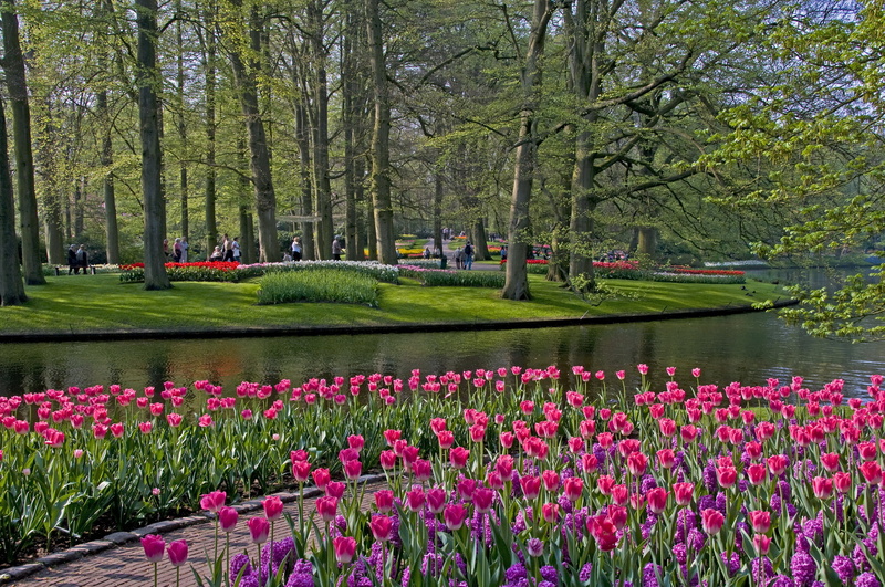 outdoors, 2K, Park, pond, nature, growth, lake, tulip, grass, Netherlands, no people, beauty in nature, flowering plant, flower, scenics - nature, pink color