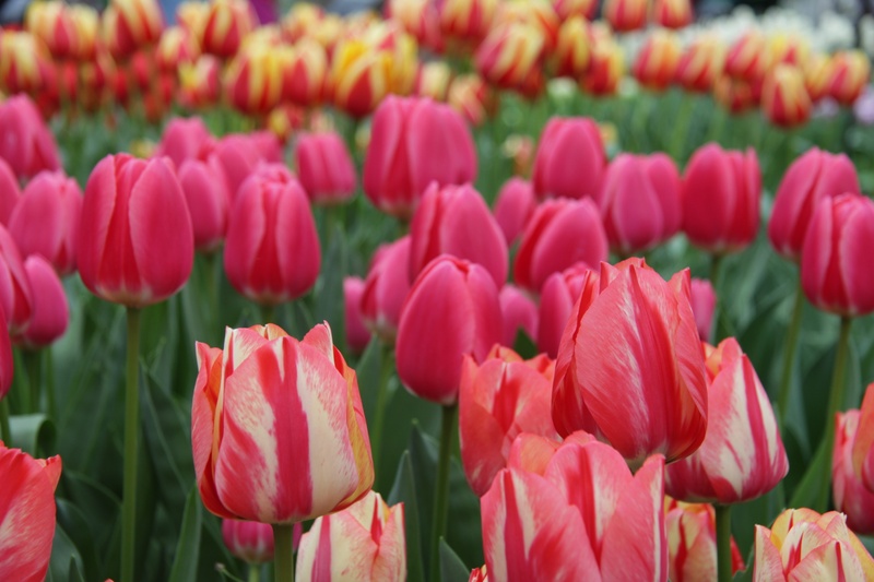 springtime, close-up, vulnerability, flower Head, pink color, full frame, freshness, tulips, flowerbed, 2K, nature, summer, multi Colored, outdoors, tulip