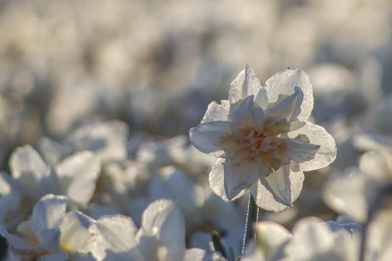 growth, bulb fields, Spring, flower head, beauty in nature, Netherlands, nature, cold temperature, snow, petal, flowering plant, white, bulbs, Morning