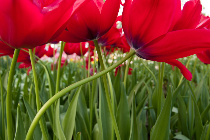 field, 4K, netherlands, tulip, tulips, flowers, keukenhofdreef, flower, freshness, outdoors, beauty in nature, land, lisse, tulpen, petal, growth, day