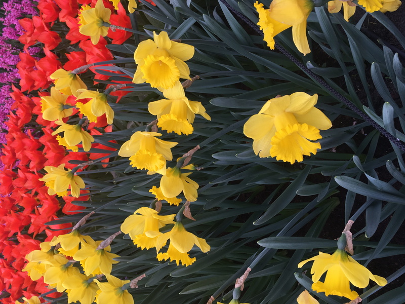 beauty in nature, flower head, fragility, netherlands, 4K, inflorescence, petal, flower, plant, yellow, growth, high angle view, plant part, nature, keukenhof