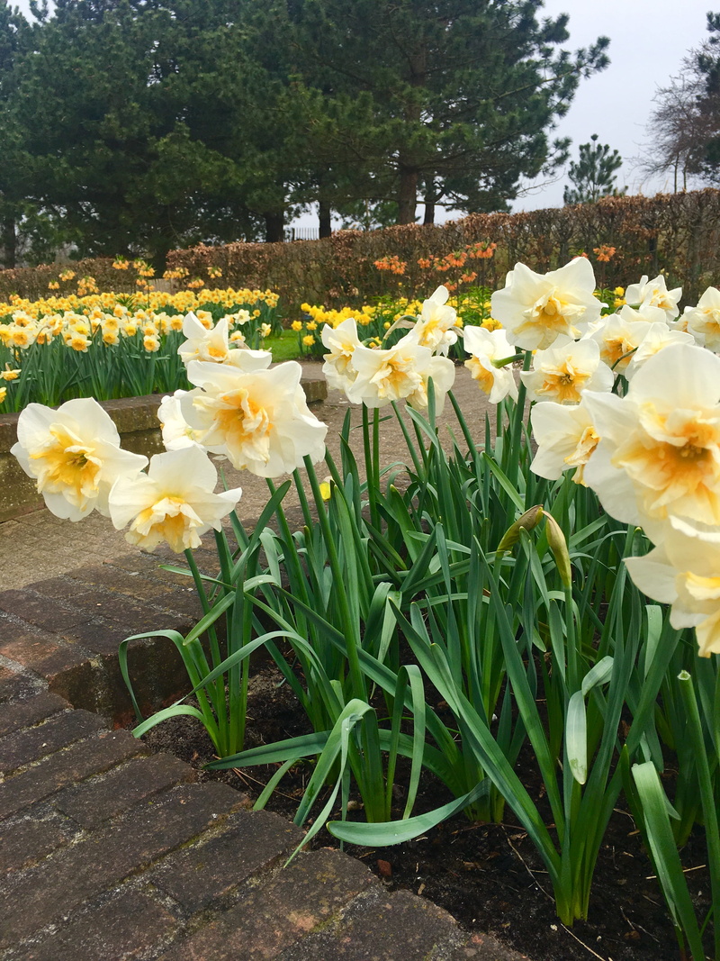 netherlands, 4K, day, flowerbed, tree, growth, flowers, vulnerability, fragility, lisse, petal, daffodil, freshness, beauty in nature, plant, outdoors