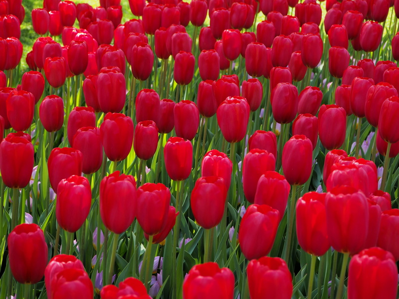 growth, day, lisse, tulips, flowers, field, vulnerability, fragility, 4K, no people, abundance, backgrounds, netherlands, tulip, inflorescence, beauty in nature