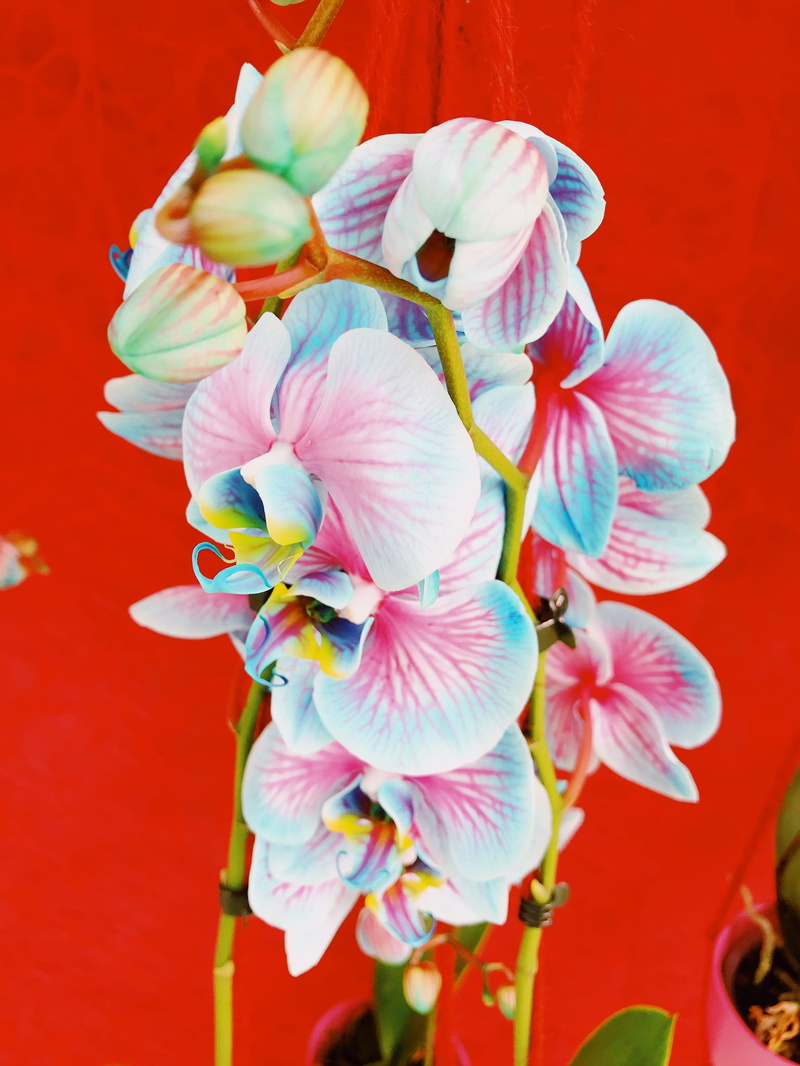 close-up, pollen, keukenhof, flower arrangement, indoors, day, orchid, growth, red, beauty in nature, no people, flower, plant, bouquet, flower head, bunch of flowers