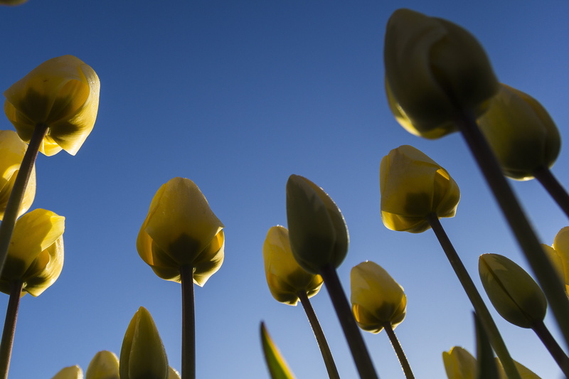 close-up, clear sky, low angle view, bloom, nature, bulb fields, blue background, plant, beauty In Nature, tulips, Morning, yellow, bulb netherlands, petal