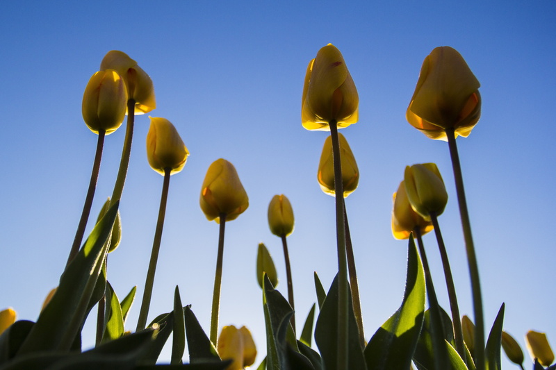 bloom, day, plant stem, beauty in nature, outdoors, no people, 4K, growth, clear sky, bulbs, bulb fields, spring, tulips, close-up, green color, netherlands