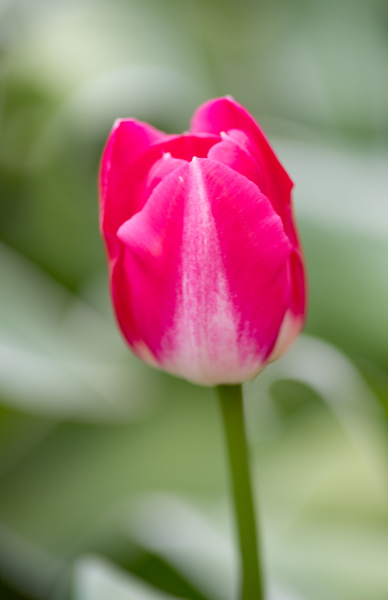 tulip, holland, pink color, plant stem, keukenhof, tulipea, no people, red, flower, close-up, flower head, flowers, fragility, inflorescence, growth, outdoors
