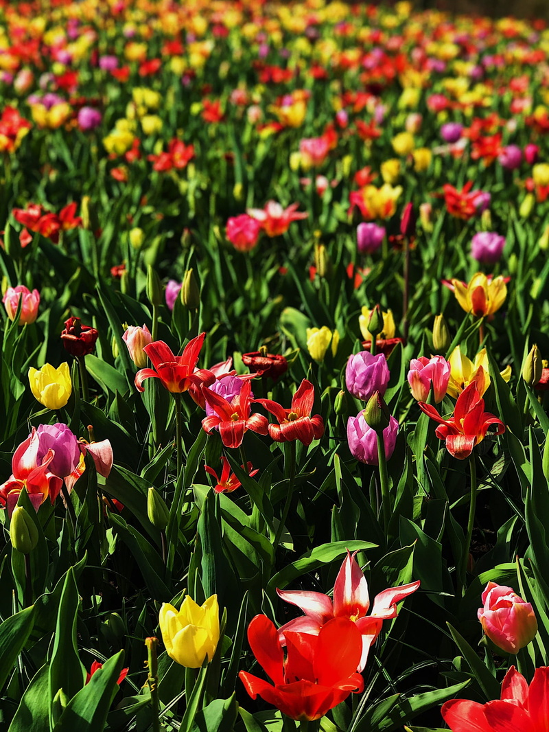 meadow, fragility, flora, freshness, inflorescence, shadow, springtime, pink color, yellow, garden, bokeh, flowers, growth, flowering plant, blossom, close-up