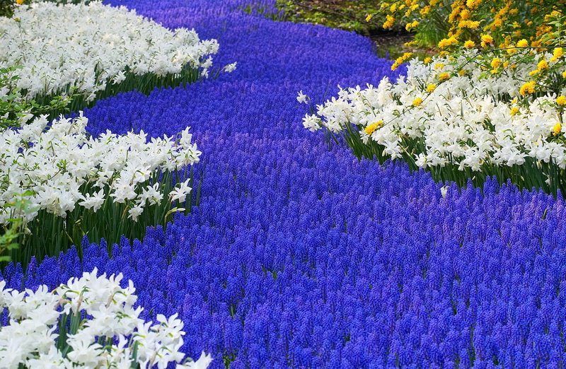 springtime, growth, Flowers, plant, Hyacinths, flower head, blue, outdoors, Nature, Daffodils, flower, land, Holland, beauty in nature, fragility, Lisse
