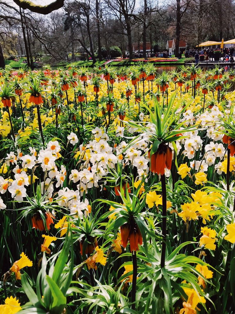 growth, beauty in nature, yellow, tulips, netherlands, botany, day, flower, 1080P, spring, keukenhof, springtime, nature, petal, freshness, plant, flower head