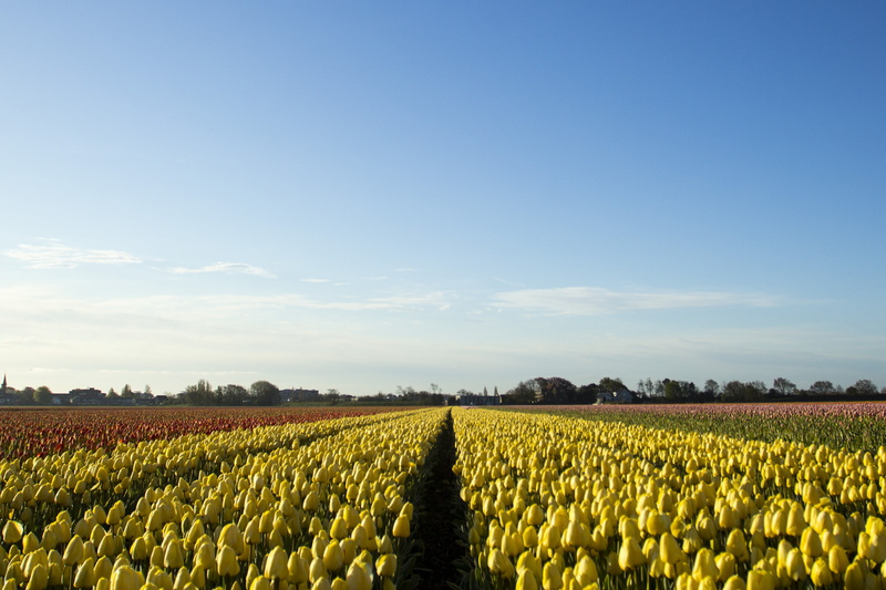 tulips, bulbs, growth, tranquility, morning, land, no people, yellow, rural Scene, blue, outdoors, farm, landscape, idyllic, summer, bloom, netherlands