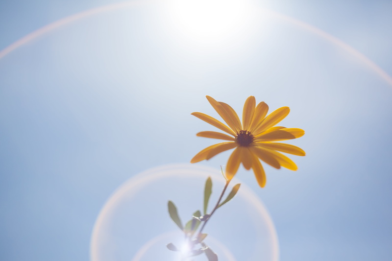 plant, Summertime, england, travel, photography, summer, nature, camera, helios 44, blue sky, flore, yellow, flower, canon  blue, beautiful, daisy, simplicity
