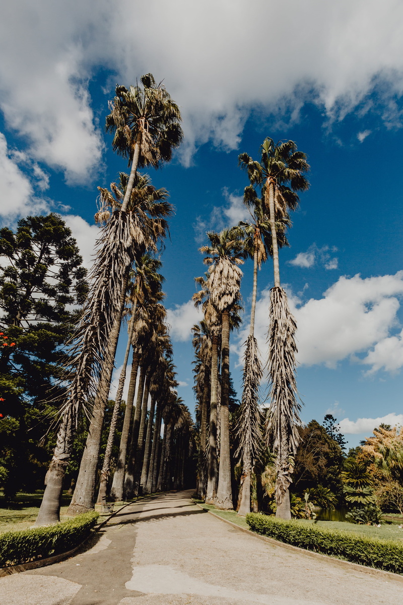 direction, lisbon, growth, tree, portugal, tall - high, 4K, lisboa, plant, scenics - nature, palms, no people, land, trees, belem, coconut palm tree, tranquility