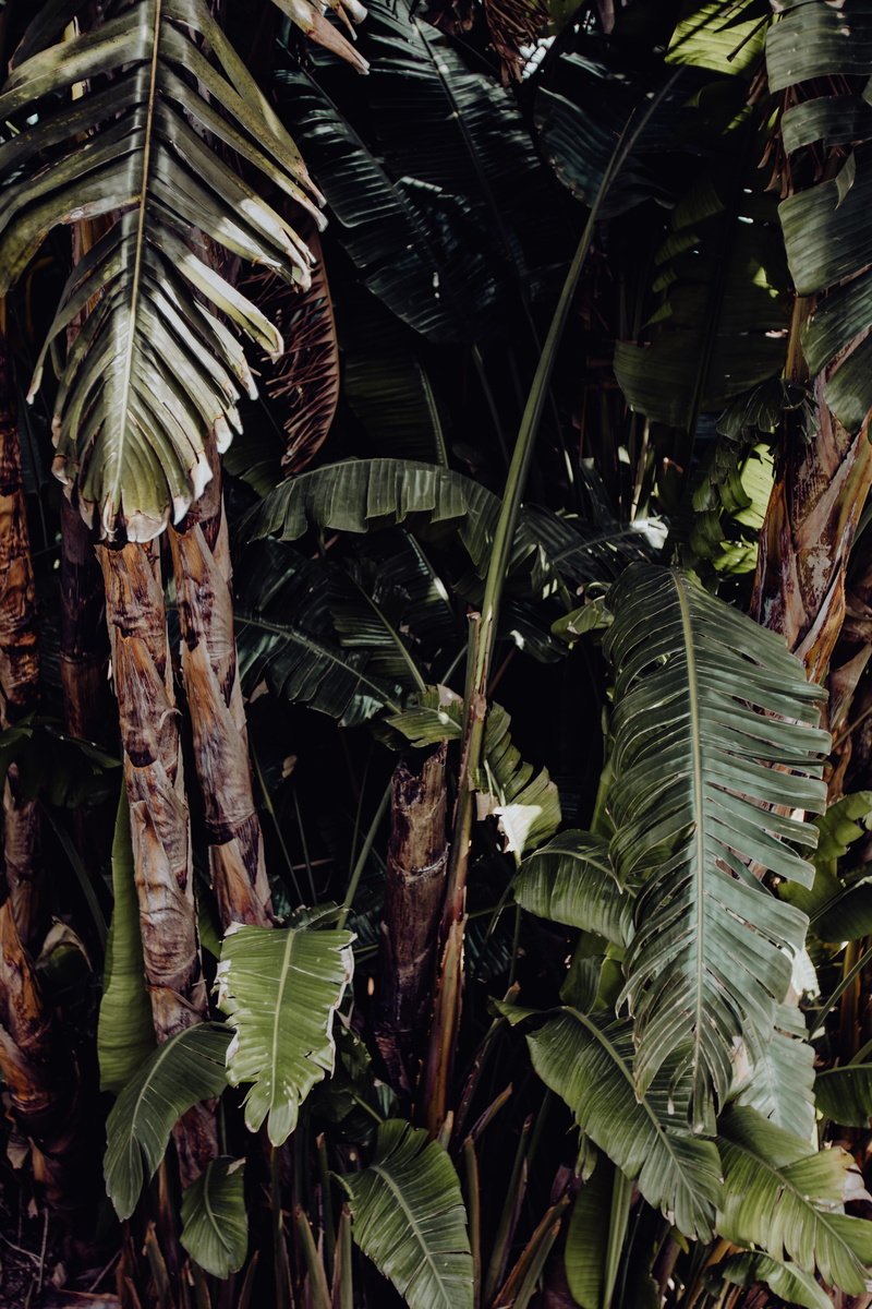exotic, garden, full frame, tropical, green color, plant, botany, belem, outdoors, land, botanical, tree, palms, leaf, 5K, food and drink, growth, lisbon