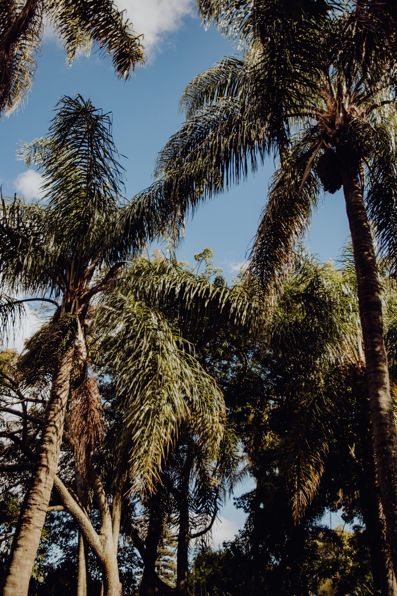 low angle view, nature, tree, palm tree, sunlight, belem, no people, day, tropical, outdoors, botanical, exotic, trunk, lisbon, tall - high, botany, portugal