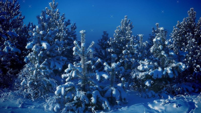 nieve, mountain, arboles, de, cubiertos, cielo, nature and landscapes, 1080P