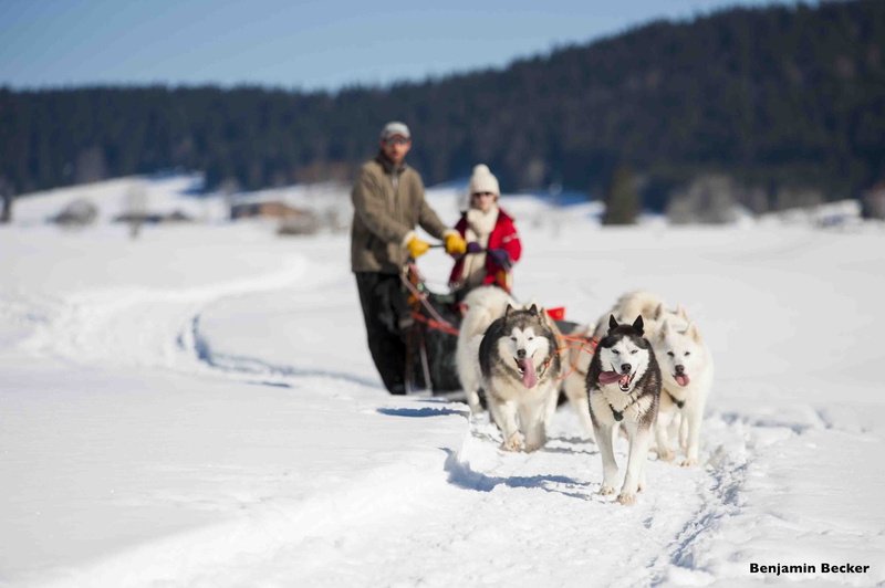 nieve, perros, huskies, transporte, trineo, 4K