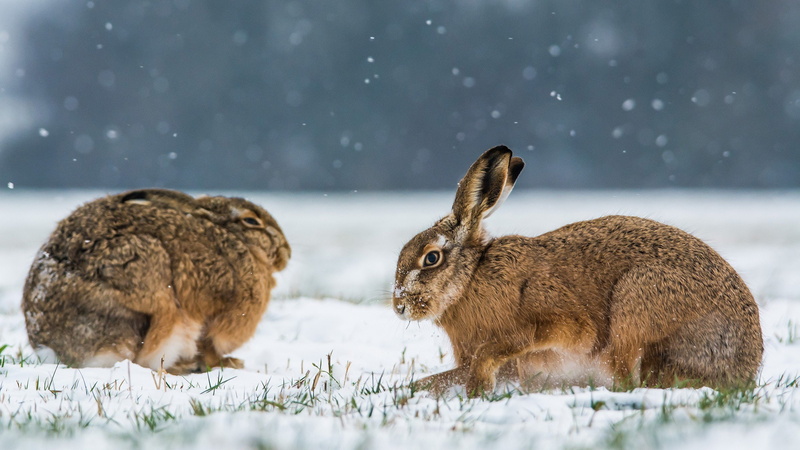 Nieve, Liebres, 2560x1440 px, Animales, 2K, Roedores