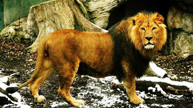 feline, tree, vertebrate, standing, mammal, animal wildlife, animal, nature, day, land, winter, lion - feline, Nieve, no people, Mamifero, one animal, Leon