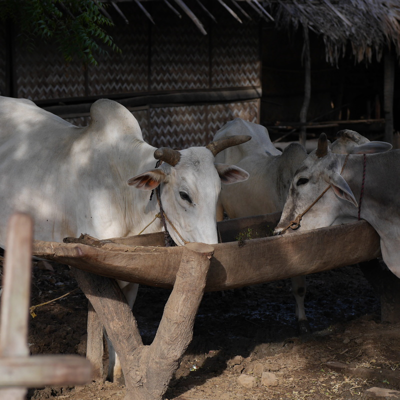 farm, Potions, Myanmar, nature, vertebrate, mammal, domestic, cattle, no people, day, pets, herbivorous, domestic animals, agriculture, animal head, animal wildlife