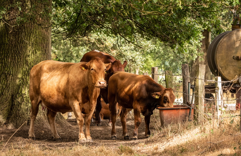 herbivorous, pasture, group, pets, 5K, cows, land, cattle, field, plant, cow, herd, potions, day, domestic cattle, mammal, group of animals, beef, animals
