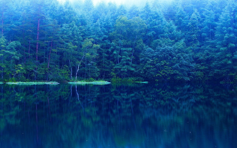 plant, green color, tranquil scene, forest, tranquility, tree, nature, outdoors, lake, leafed, beauty in nature, waterfront, mirror, reflection, water