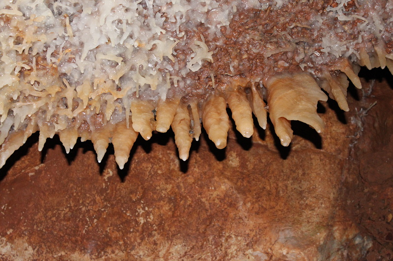 no people, textured, Speleology, animal themes, wall - building feature, cavern, geological, caving, food, pattern, close-up, rock, animals in the wild