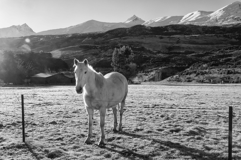 land, domestic animals, no people, nature, white horse, mammal, day, domestic, 4K, beauty in nature, animal, farm, standing, mountain, livestock, herbivorous