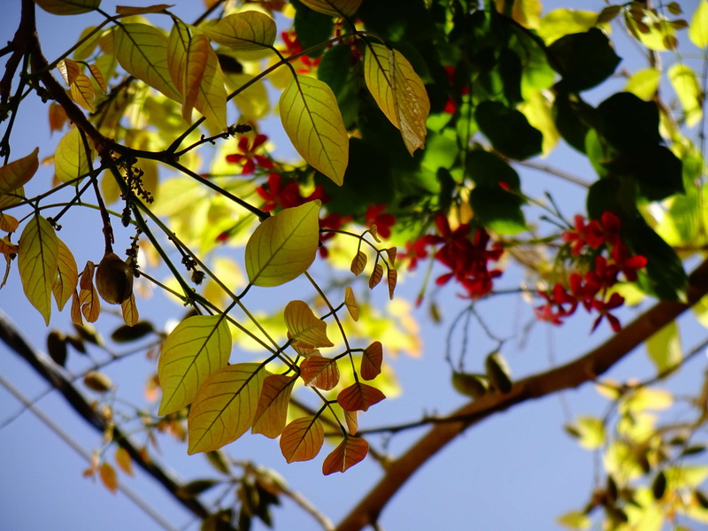 autumn, daytime, backlight, no people, backlit, beauty in nature, nature, branch, slight, plant part, focus on foreground, low angle view, tranquility