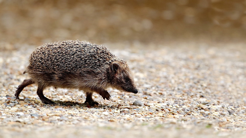 mammal, no people, vertebrate, animals, outdoors, land, animal wildlife, day, hedgehog, walking, young animal, one animal, full length, 1080P, selective focus