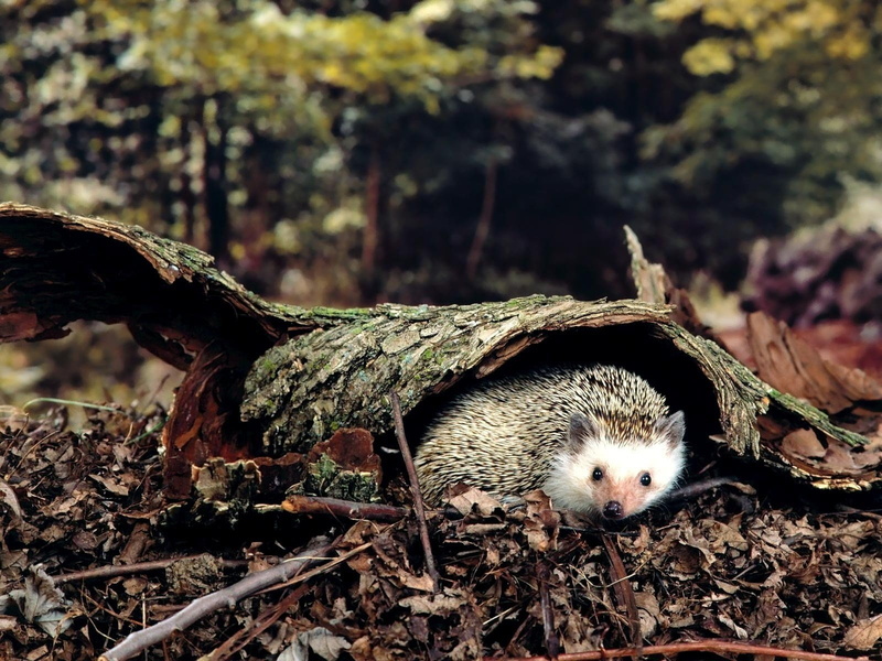 animal themes, focus on foreground, hedgehog, animal, vertebrate, animals in the wild, outdoors, land, field, wood - material, close-up, day, animal wildlife