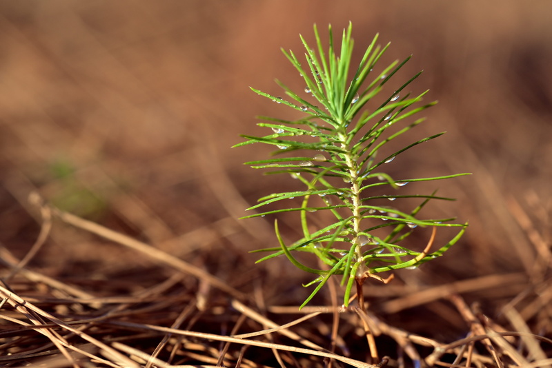 outdoors, tree, 5K, day, needle - plant part, pine, freshness, tender, nature, beauty in nature, new-to-old, leaf, coming forth, live new, selective focus