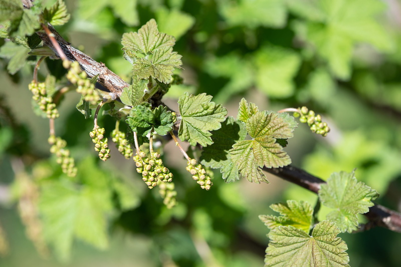 arise, growth, 2K, insect, tree, green currants, outdoors, nature, no people, fruits, branch, in the garden, selective focus, green fruits, plant, beauty in nature