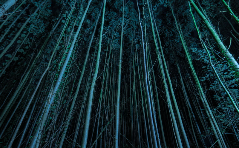 growth, gloomy, backgrounds, view, tightrees, s, forest, green color, worm, dark blue, darkness, low angle view, eye, bamboo - plant, pine woodland, blackforest