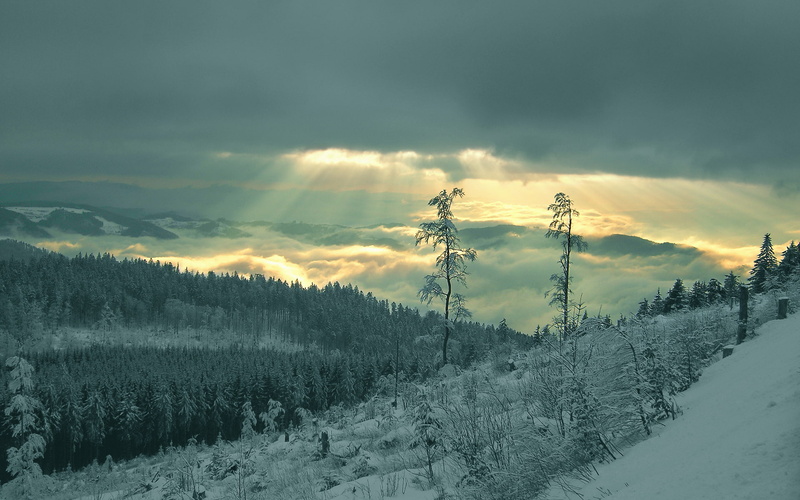 forests, land, photography, tranquil scene, impact, non-urban scene, covering, plant, cold temperature, grey, trees, germany, nature, tranquility, beauty in nature