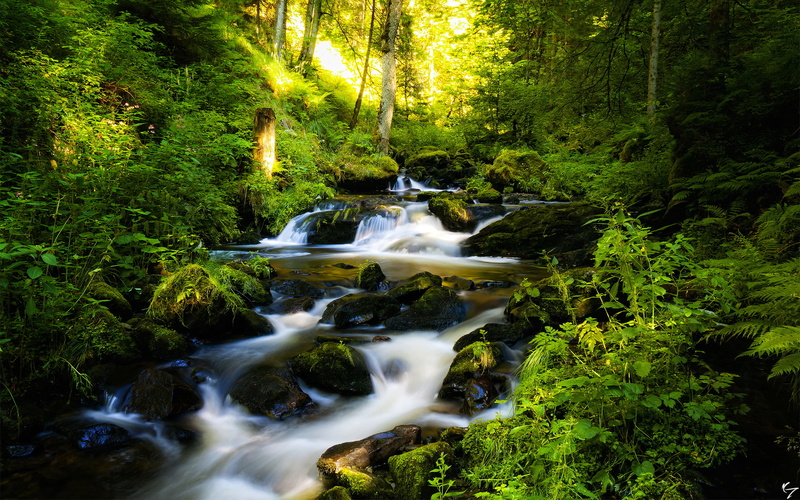 motion, photography, blurred motion, falling water, ravennaschlucht, plant, canon, long exposure, rainforest, waterfall, canon500d, flowing, germany, tree
