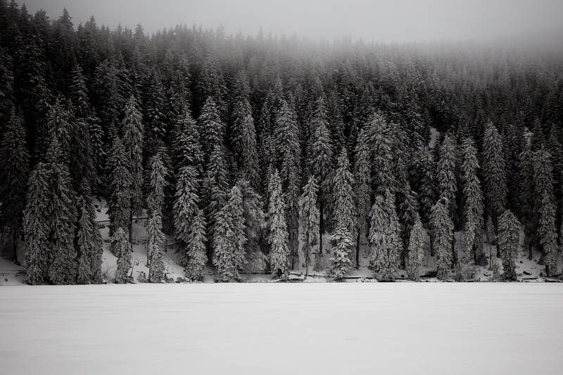 germany, pine tree, pine woodland, mummelsee, pine, tranquility, white, growth, grayscale, scenics - nature, snowing, non-urban scene, landscape, woodland