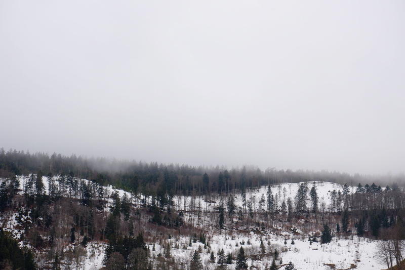 plant, häusern, germany, pine woodland, building, winter, tranquility, blackforest, landscape, abies, nature, spruce, coniferous tree, schwarzwald, conifer