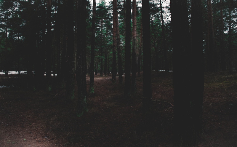 non-urban scene, Nature, beauty in nature, leafed, land, outdoors, deepforest, woodland, Forests, forest, scenics - nature, 5K, tree, trunk, tranquil scene
